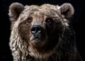 Bear House Eyes ₹500 Cr Revenue: Can It Prowl to Success