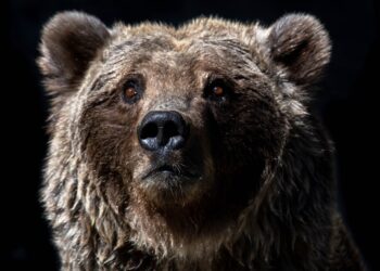 Bear House Eyes ₹500 Cr Revenue: Can It Prowl to Success