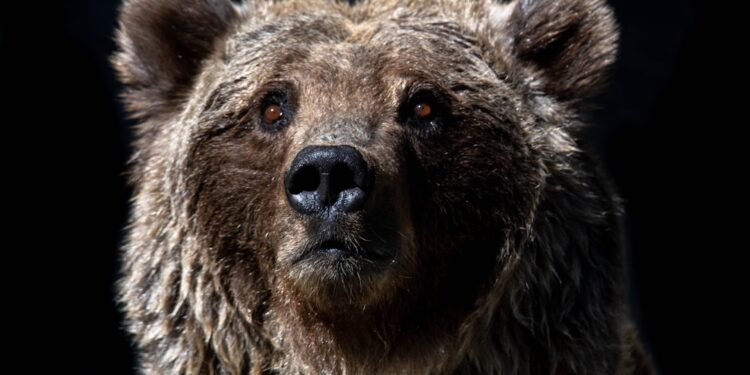 Bear House Eyes ₹500 Cr Revenue: Can It Prowl to Success