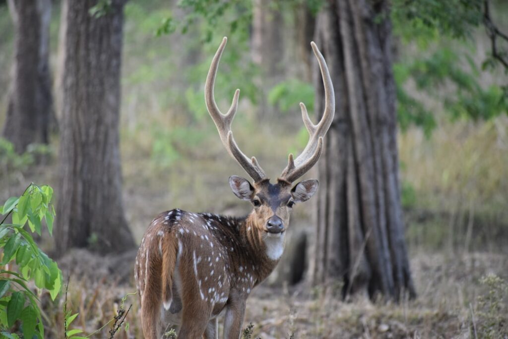 Antler India invests M in wealthtech startup Rovia’s pre-seed funding round