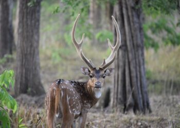 Antler India invests M in wealthtech startup Rovia’s pre-seed funding round