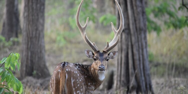 Antler India invests M in wealthtech startup Rovia’s pre-seed funding round