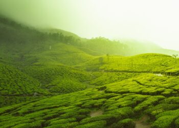 Green SM’s India Litmus Test: CarDekho IPO and Future Prospects Unveiled Green SM’s India Litmus Test: CarDekho IPO and Future Prospects Unveiled