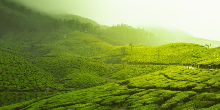 Green SM’s India Litmus Test: CarDekho IPO and Future Prospects Unveiled Green SM’s India Litmus Test: CarDekho IPO and Future Prospects Unveiled