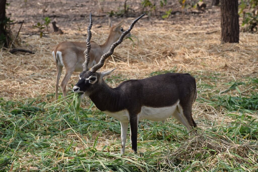 BlackBuck Net Profit Falls 36% Sequentially Despite 42% Revenue Growth