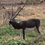 BlackBuck Net Profit Falls 36% Sequentially Despite 42% Revenue Growth